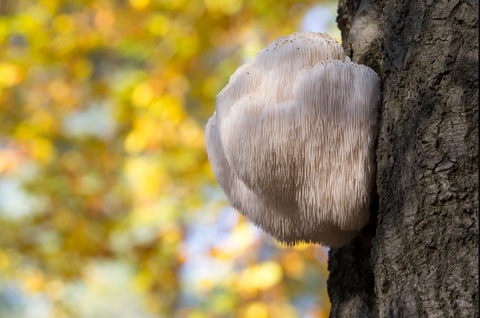 Lion's Mane