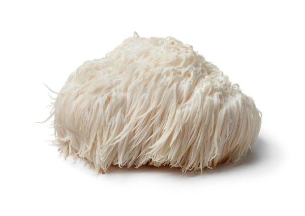 shaggy mushroom