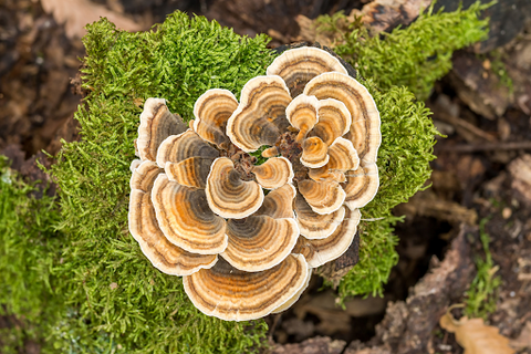 Turkey Tail