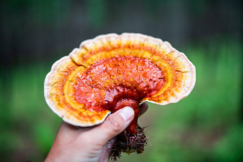 Reishi in Traditional Chinese Medicine