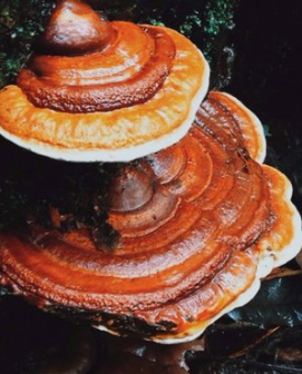 Reishi Mushroom Extract Powder