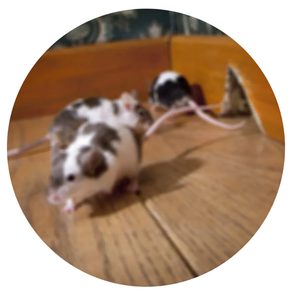 Rodent_Background_Image.png__PID:898cc689-28af-4ecc-a009-b9448ca19ae1