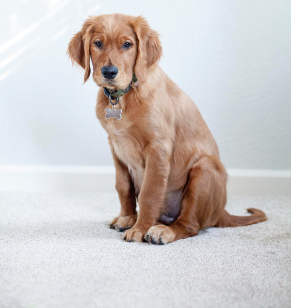 pet stains on carpet