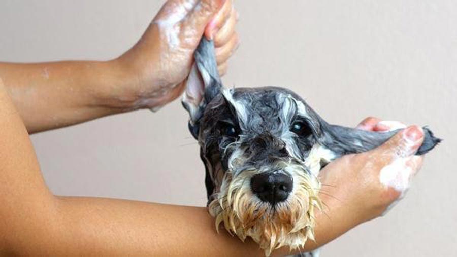 ph balanced dog shampoo