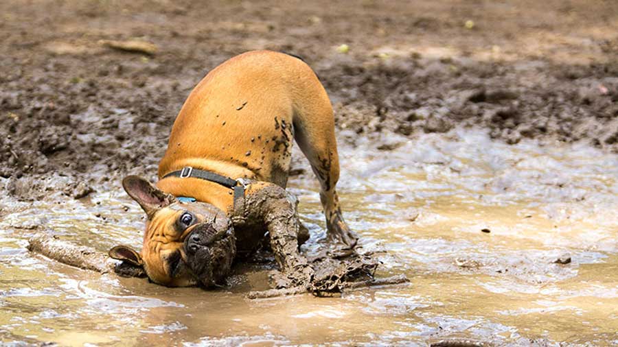 how to get rid of dog smell