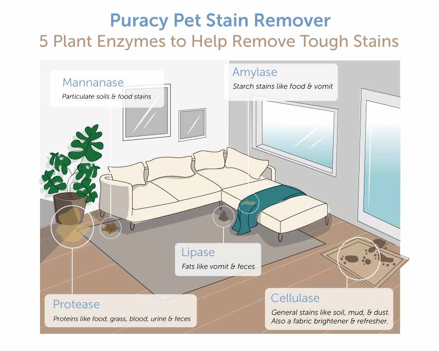 how to remove pet stains