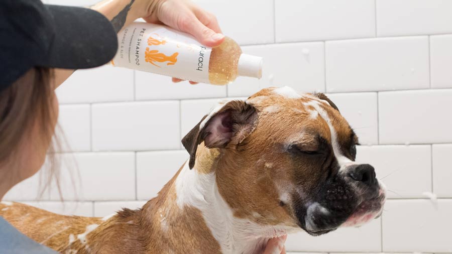sulfate free dog shampoo