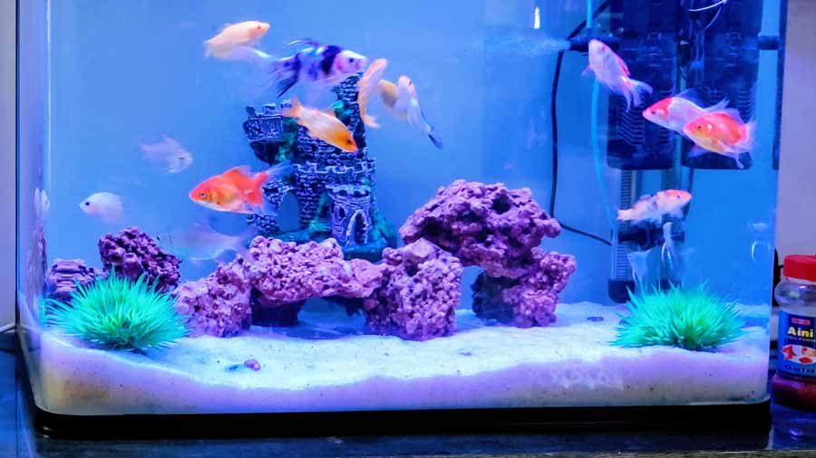 how to clean fish tank