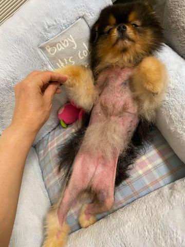 Kelly the Pomeranian Beats Black Skin Disease and Alopecia X – PAWFECT