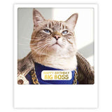 Carte postale - Format Polaroide - Big boss cat