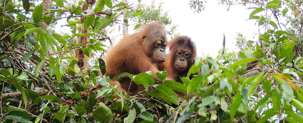 orangutan foundation donation