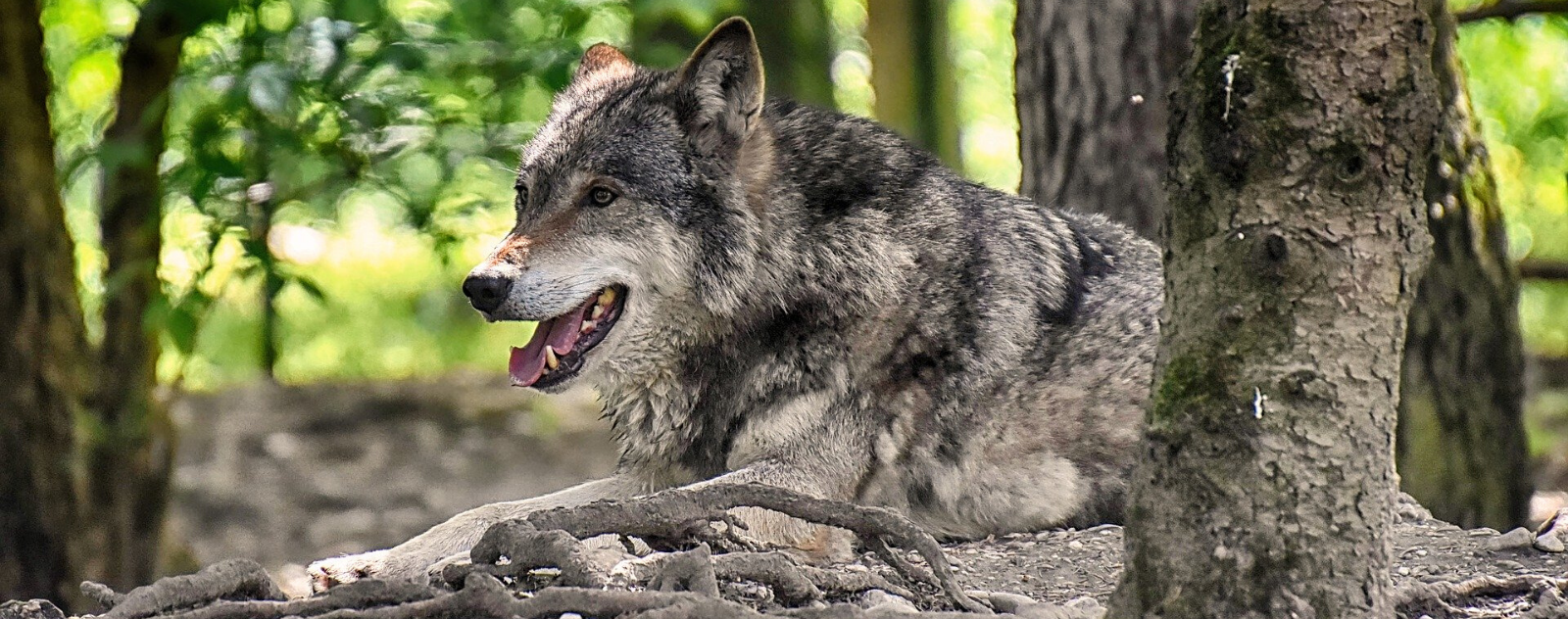 Le loup - Un mois, un animal - Blog Fauna