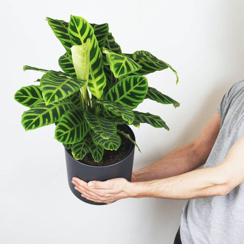 Calathea