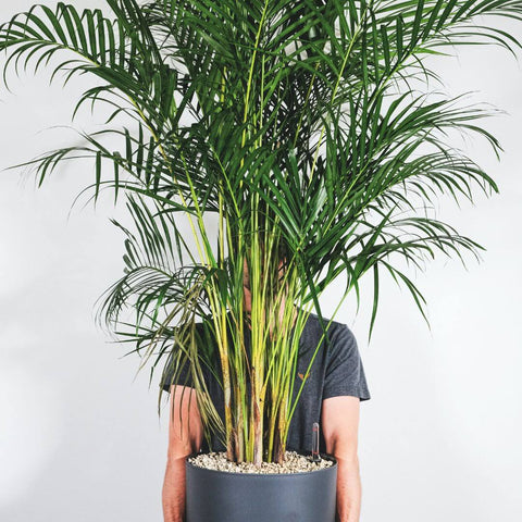 Areca Palm