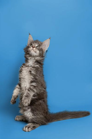 Training Your Maine Coon Cat