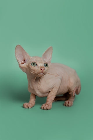 sphynx-kittens-for-sale