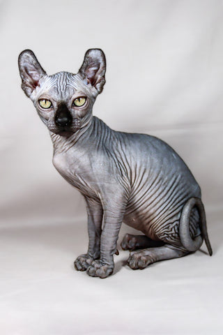 Sphynx Cat Myths and Misconceptions