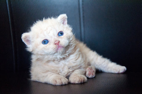 The Phenomenon of Selkirk Rex Cats Explained