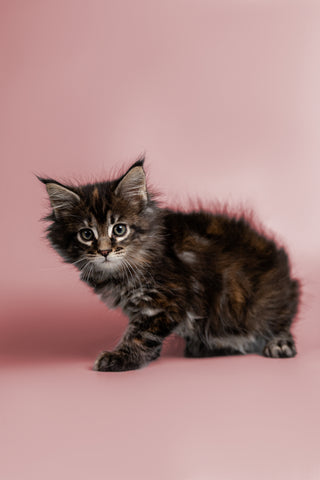 Maine Coon Cat Care