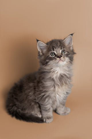 Maine Coon Cat Size and Growth Stages