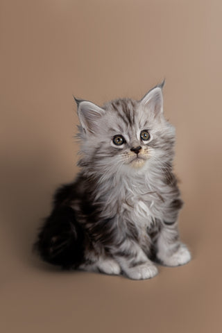 maine-coon-kittens-for-sale