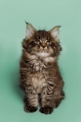 maine-coon-kittens-for-sale