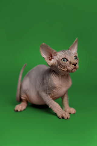 sphynx-kittens-for-sale