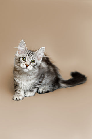 Maine Coon Cat Health Check