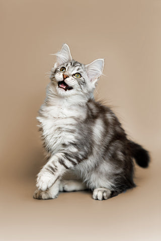 Maine Coon Cat Lifespan and Aging Gracefully