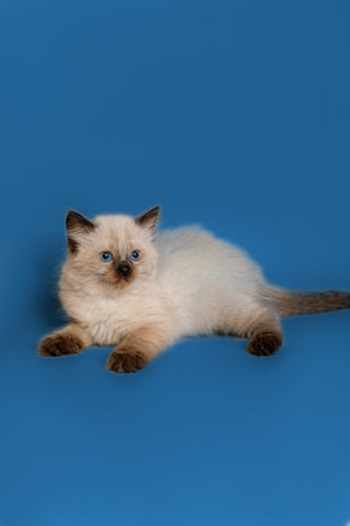 ragdoll-kittens-for-sale