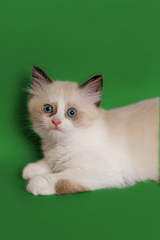 ragdoll-kittens-for-sale