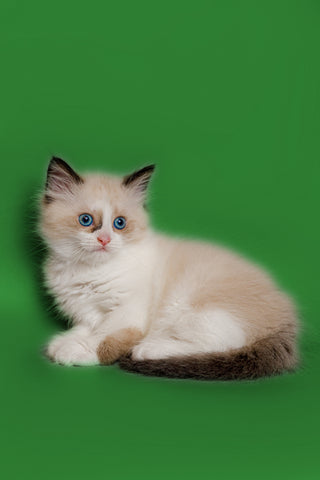 ragdoll-kittens-for-sale