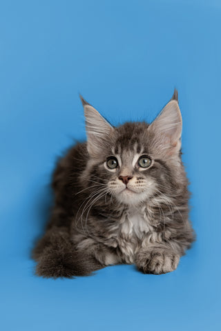 Maine Coon Cat and Other Pets