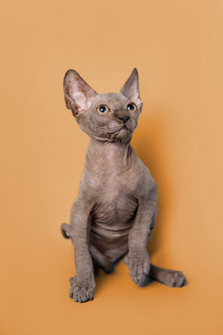 sphynx-kittens-for-sale