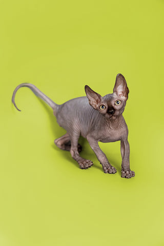 Sphynx Cat Health Check