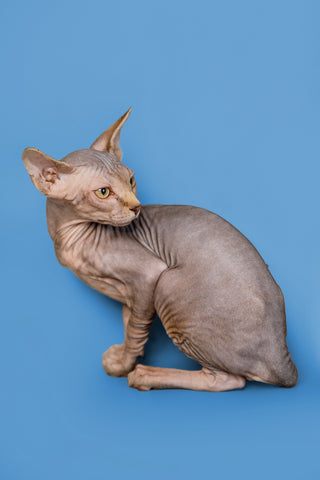 Sphynx Cat Size and Growth Stages