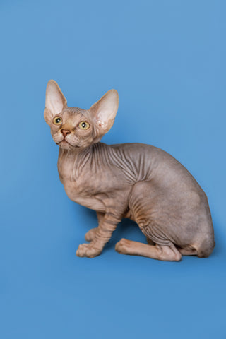 The Unique Beauty of Sphynx Cats