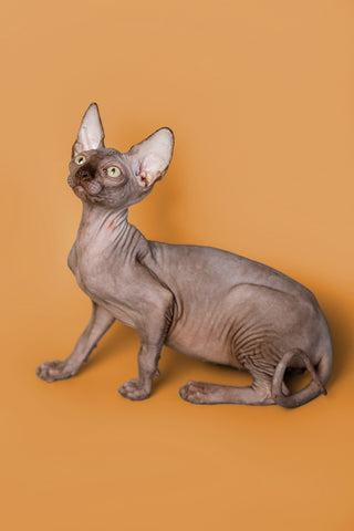 Sphynx Cat Training