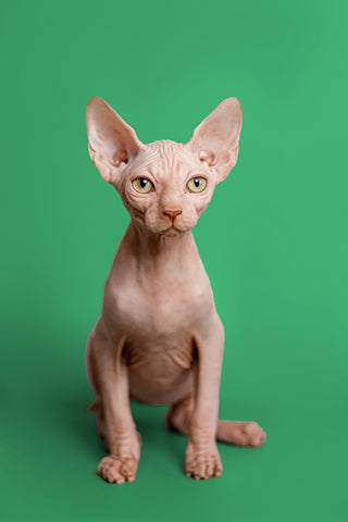 Creating a Comfortable Home for Your Sphynx Cat