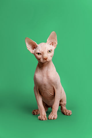 Sphynx Cat Meows and Communication