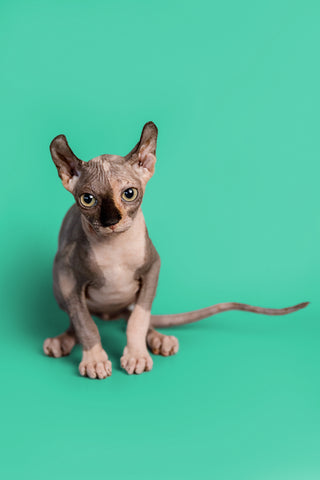 Sphynx Cat Health Issues