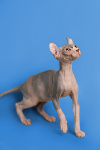 Sphynx Cat Grooming and Maintenance