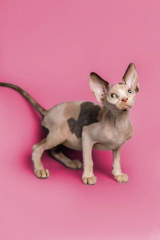 Sphynx Cat Personality Traits