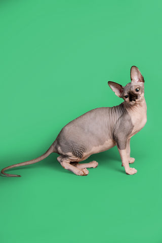 Sphynx Cats vs Other Breeds