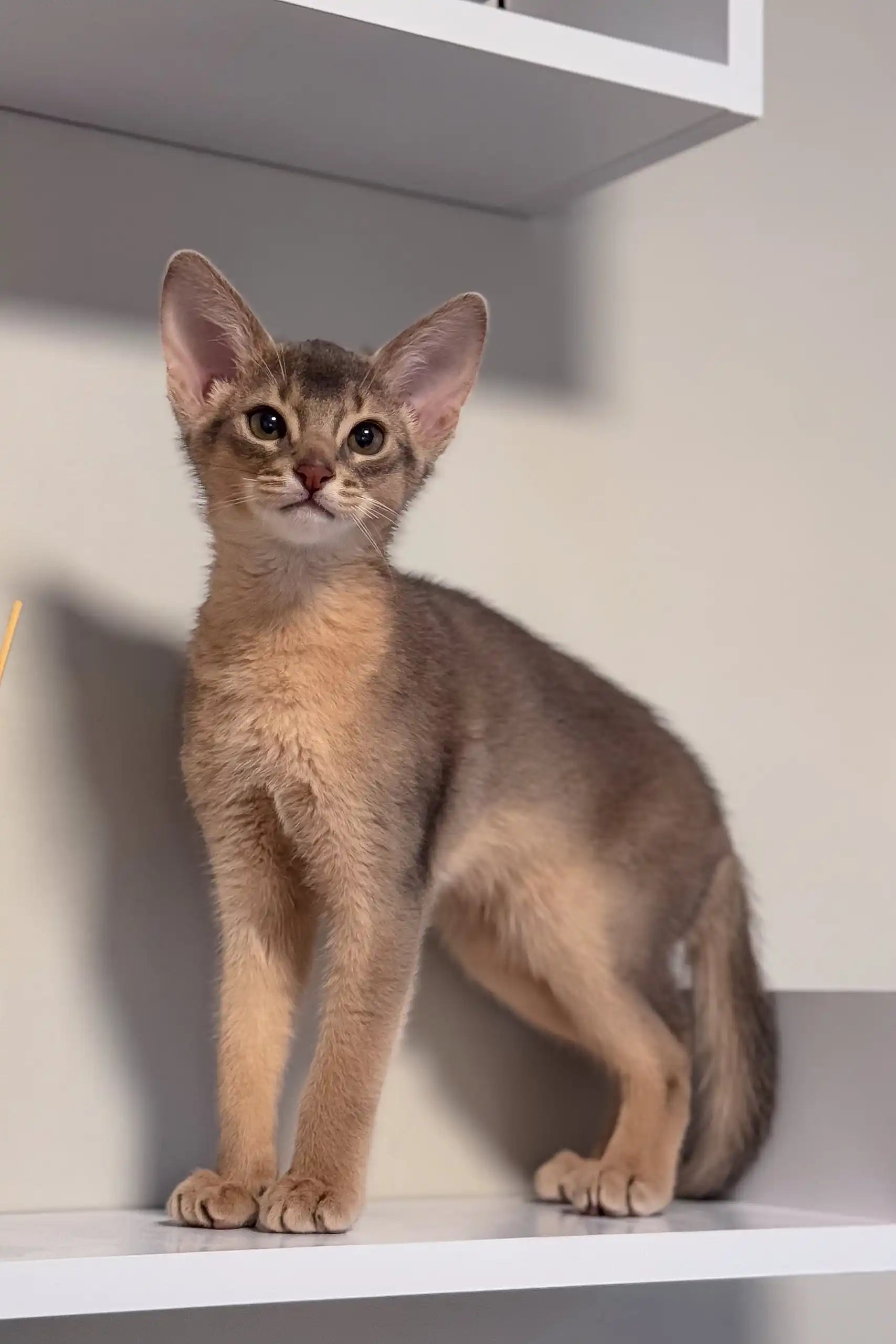 Abby | Abyssinian Kitten