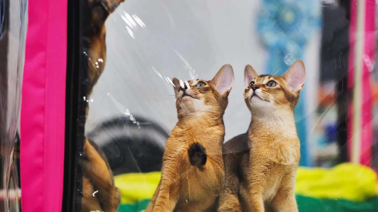 abyssinian cat lifespan