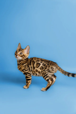 bengal kittens for sale