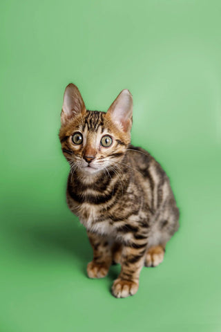 bengal kittens for sale