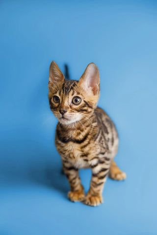 What Makes Bengal Cats Tick