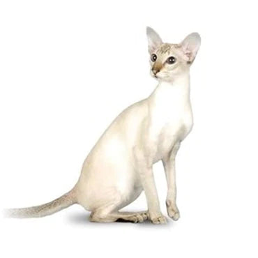 Colorpoint Shorthair Cats